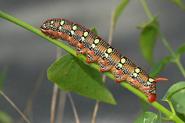 insecte