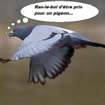 pigeon