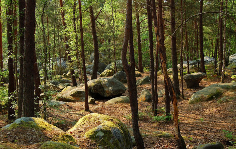 Lutte contre les déchets sauvages en forêt et à ses abords : la charte votée ce soir ! Lutte contre les déchets sauvages en forêt et à ses abords : la charte votée ce soir !