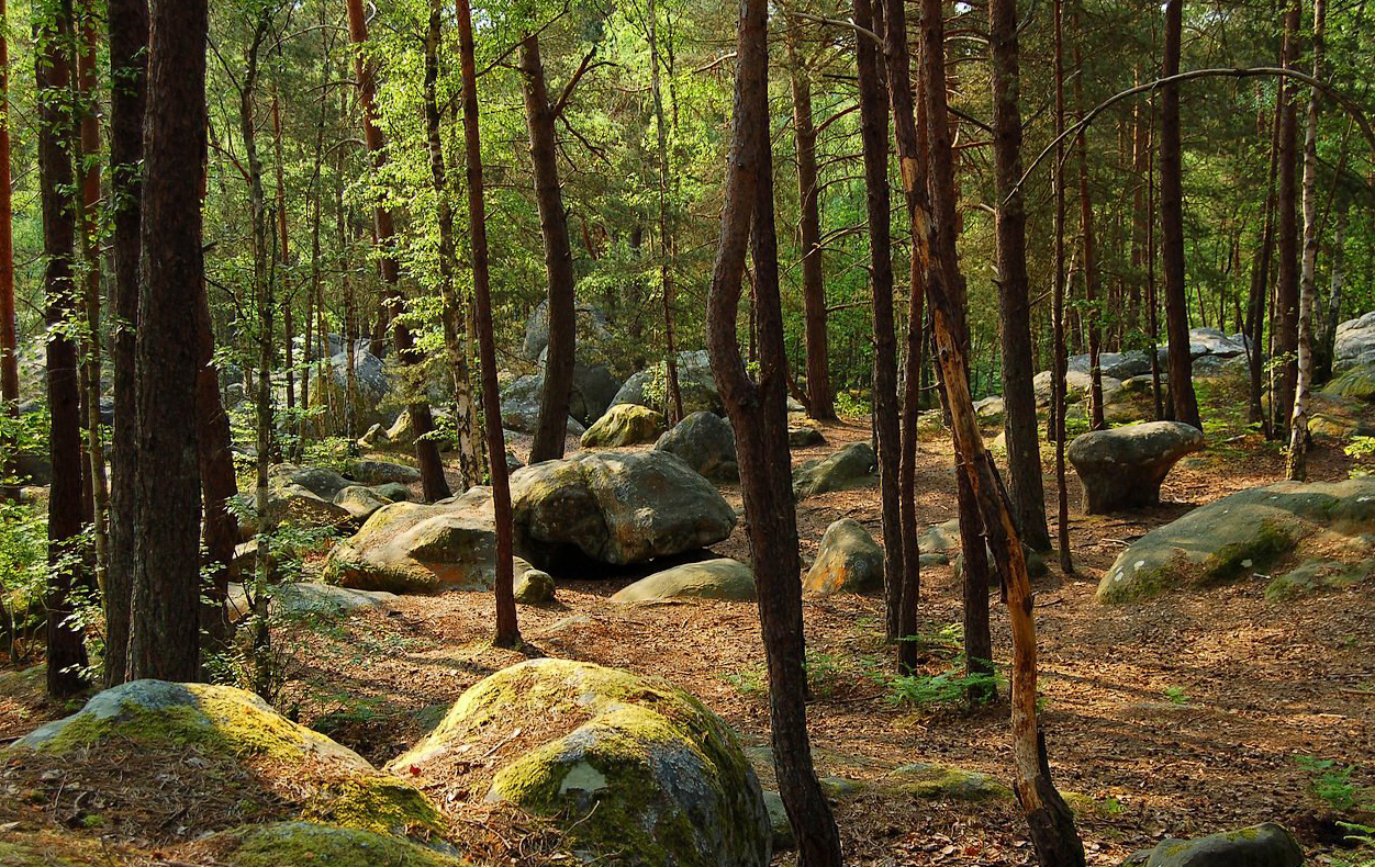 Résultat de recherche d'images pour "fontainebleau foret"